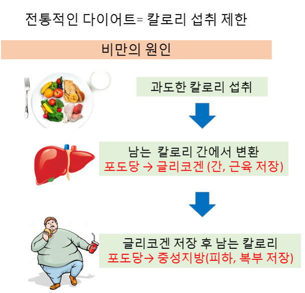 전통적인 다이어트의 칼로리 섭취 제한과 비만의 원인을 설명하는 인포그래픽. 과도한 칼로리 섭취, 간에서 포도당이 글리코겐으로 변환되어 저장, 이후 남은 칼로리가 중성지방으로 저장되는 과정을 음식, 간, 비만인 사람의 그림과 함께 단계별로 화살표로 나타냄.