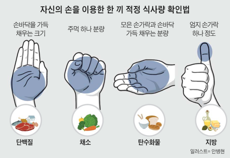 자신의 손을 이용해 한 끼 적정 식사량을 확인하는 방법을 설명하는 이미지. 손바닥을 가득 채우는 크기는 단백질, 주먹 하나 분량은 채소, 모든 손가락과 손바닥을 가득 채우는 분량은 탄수화물, 엄지 손가락 하나 정도는 지방의 적정량을 나타냄. 각 식품군별로 손 모양과 음식 그림이 함께 있음.