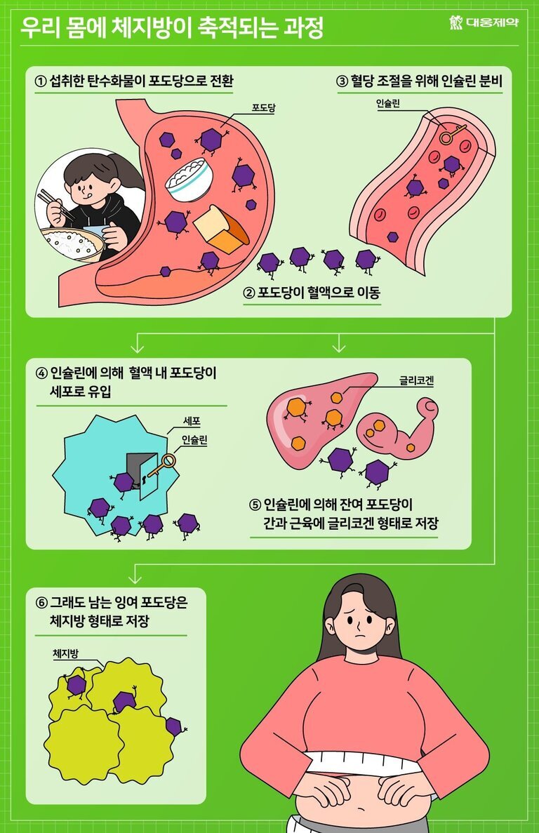 우리 몸에 체지방이 축적되는 과정을 단계별로 설명한 인포그래픽. 1단계: 탄수화물이 포도당으로 전환, 2단계: 포도당이 혈액으로 이동, 3단계: 혈당 조절을 위해 인슐린 분비, 4단계: 인슐린에 의해 포도당이 세포로 유입, 5단계: 남은 포도당이 간과 근육에 글리코겐 형태로 저장, 6단계: 그래도 남는 포도당은 체지방으로 저장됨. 각 단계별로 관련 그림과 함께 설명이 있음.