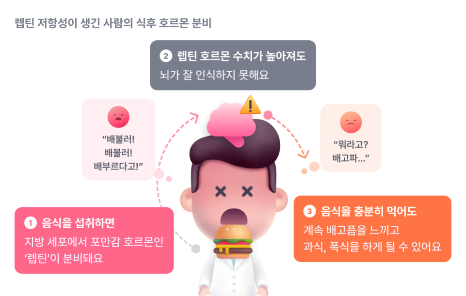 렙틴 저항성이 생긴 사람의 식후 호르몬 분비 과정을 설명하는 인포그래픽. 음식 섭취 시 지방 세포에서 렙틴이 분비되지만, 뇌가 렙틴 호르몬 수치가 높아져도 잘 인식하지 못해 계속 배고픔을 느끼고 과식, 폭식을 하게 되는 과정을 만화 캐릭터와 함께 단계별로 설명.
